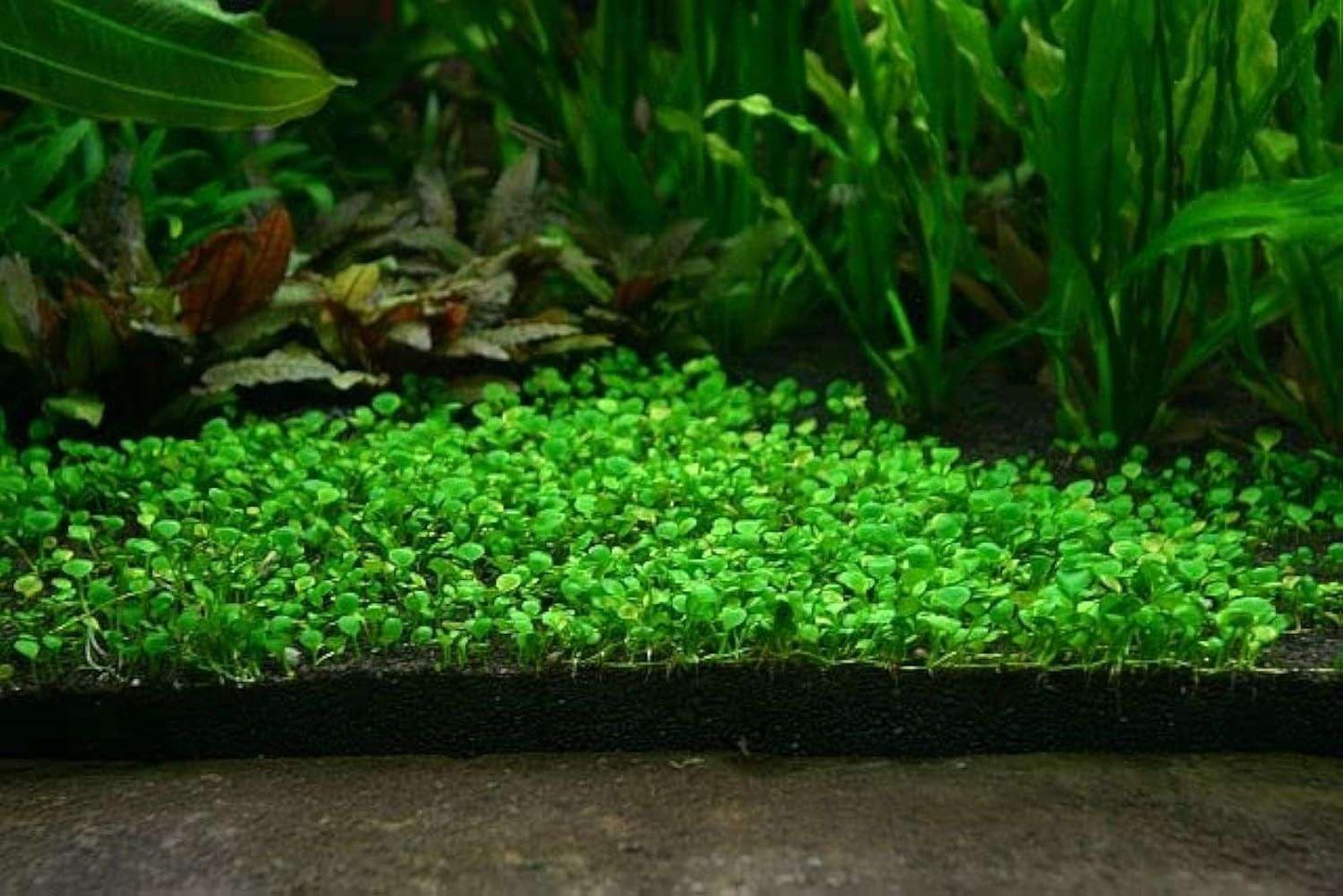 Aquatic Double Leaf Aquarium Plants Seeds - FreshShopStore