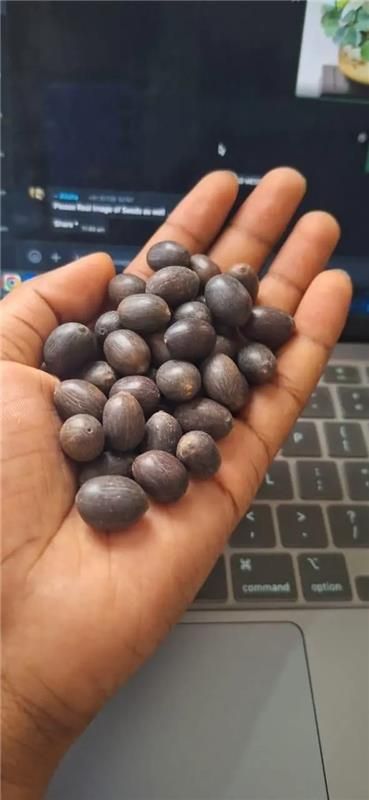 Bonsai Lotus Flower Seeds (50pc) - FreshShopStore
