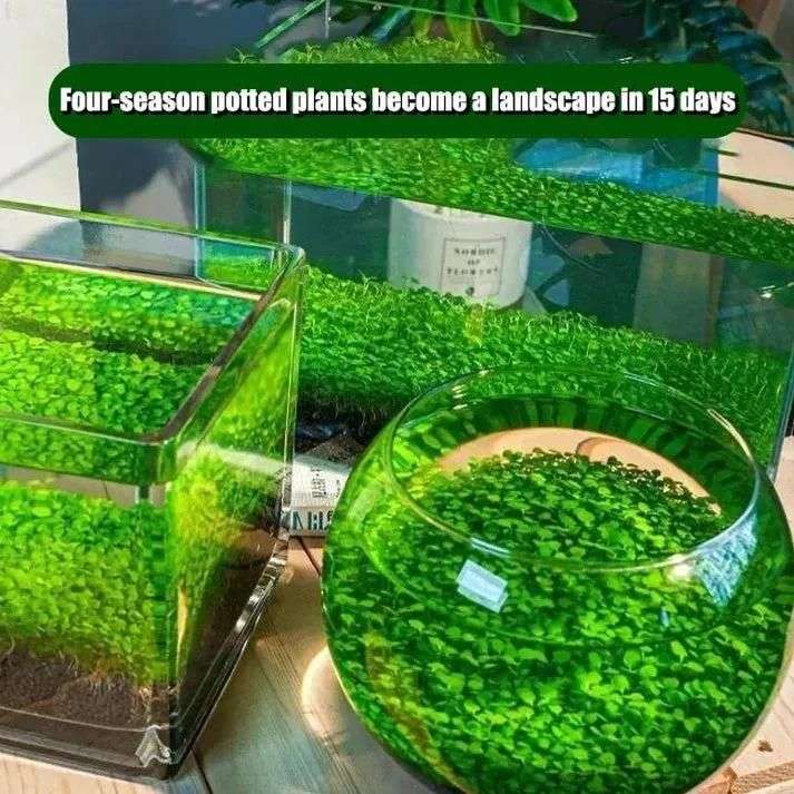 Aquatic Double Leaf Aquarium Plants Seeds - FreshShopStore