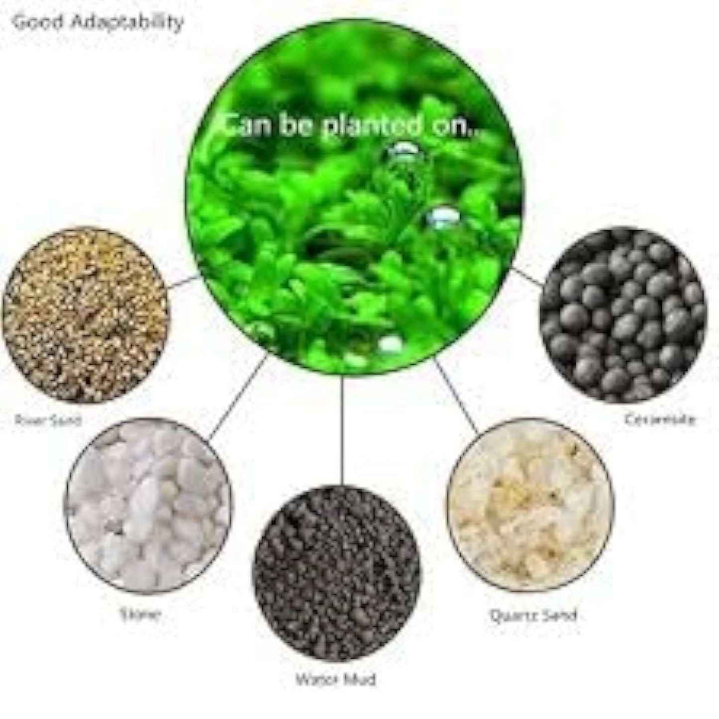 Aquatic Double Leaf Aquarium Plants Seeds - FreshShopStore
