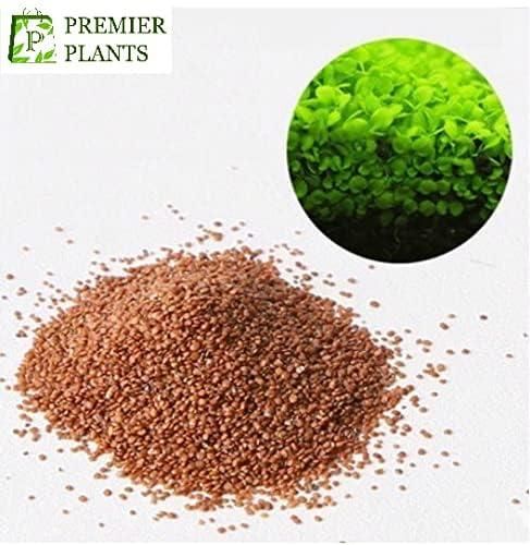 Aquatic Double Leaf Aquarium Plants Seeds - FreshShopStore