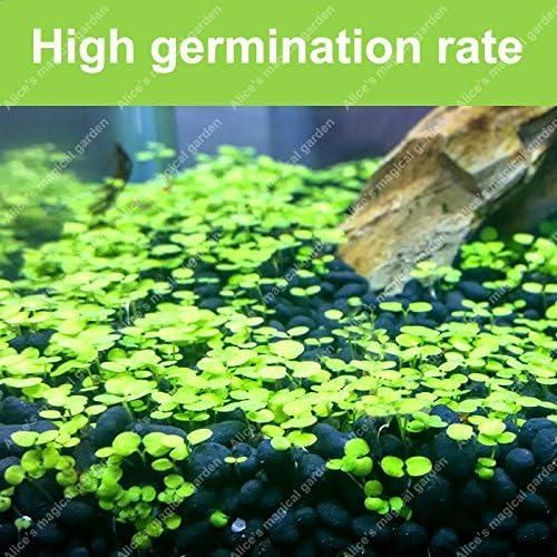 Aquatic Double Leaf Aquarium Plants Seeds - FreshShopStore