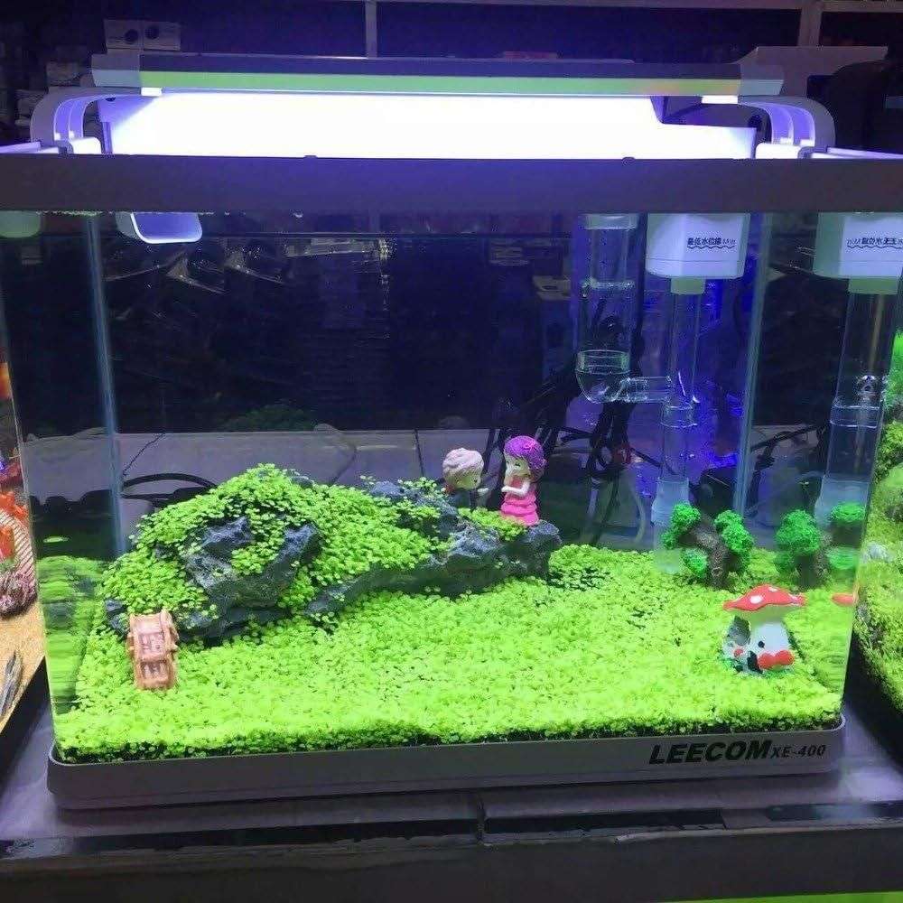 Aquatic Double Leaf Aquarium Plants Seeds - FreshShopStore