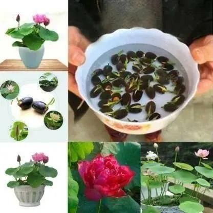 Bonsai Lotus Flower Seeds (50pc) - FreshShopStore